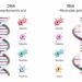 DNA dan RNA, Ini Pengertian dan Perbedaannya