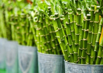 jenis-jenis-tumbuhan-yang-berkembang-biak-dengan-tunas