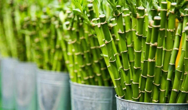 jenis-jenis-tumbuhan-yang-berkembang-biak-dengan-tunas