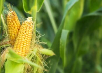 Apa Itu Palawija? Berikut Manfaat, Jenis, dan Contoh Tanaman