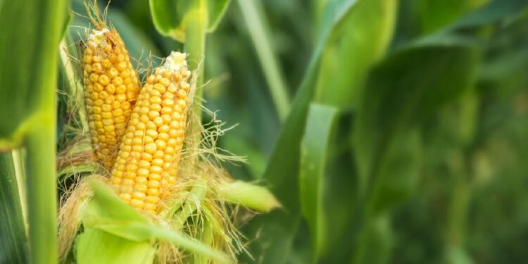 Apa Itu Palawija? Berikut Manfaat, Jenis, dan Contoh Tanaman