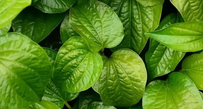 Apa Itu Tulang Daun Menyirip? Ini Pengertian, Ciri-Ciri, dan Contoh Tanamannya