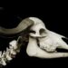 Hewan Vertebrata vs Avertebrata: Perbedaan Morfologi yang Wajib Diketahui