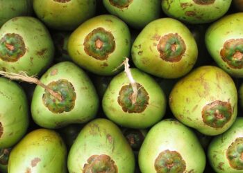 Manfaat Air Kelapa Muda untuk Kesehatan, Minuman Alami yang Kaya Nutrisi