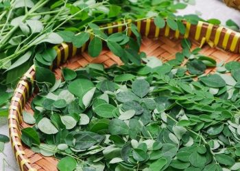 Manfaat Daun Kelor untuk Ibu Menyusui, Kaya Nutrisi dan Vitamin