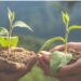 Apa Itu Reboisasi? Manfaat Penanaman Kembali Hutan bagi Bumi