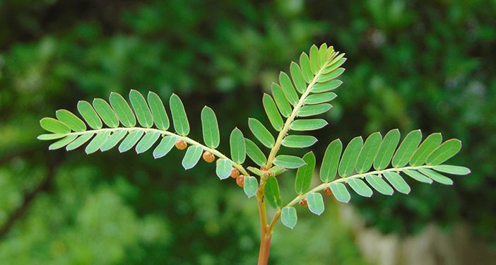 5 Khasiat Daun Meniran untuk Kesehatan Tubuh, dari Imunitas hingga Metabolisme