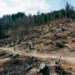 Dampak Kerusakan Hutan terhadap Kehidupan Manusia dan Satwa