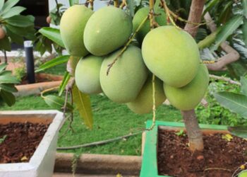 Jenis Tanaman Buah yang Bisa Ditanam dalam Pot