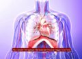 Alur Sistem Pernapasan Manusia dari Hidung hingga Paru-Paru