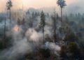 Mengapa Kebakaran Hutan Bisa Terjadi Ini Penyebab dan Dampaknya