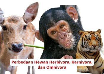 Perbedaan Hewan Herbivora, Karnivora, dan Omnivora