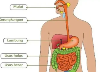 Fungsi Usus Halus: Jenis Nutrisi, Ciri, dan Manfaatnya