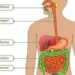 Fungsi Usus Halus: Jenis Nutrisi, Ciri, dan Manfaatnya