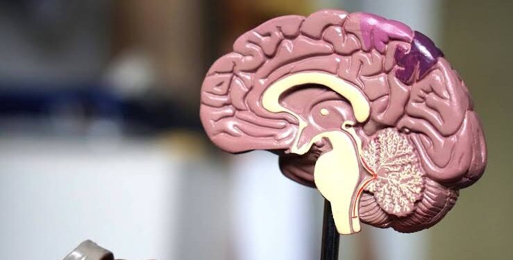 Apa Itu Mikrobiota Usus? Kenali Fungsi dan Manfaatnya