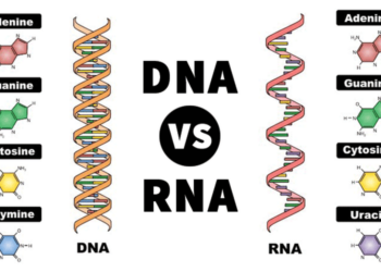 Pengertian RNA, Struktur, Jenis, Fungsi, dan Perannya