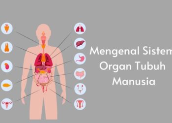 Pengertian Sistem Organ, Fungsi, Jenis, dan Contohnya