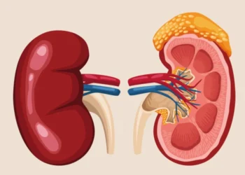 Sistem Ekskresi Manusia: Pengertian, Organ, Fungsi, Gangguan, dan Cara Menjaganya