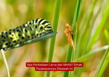 Apa Perbedaan Larva dan Nimfa? Simak Penjelasannya Dibawah Ini