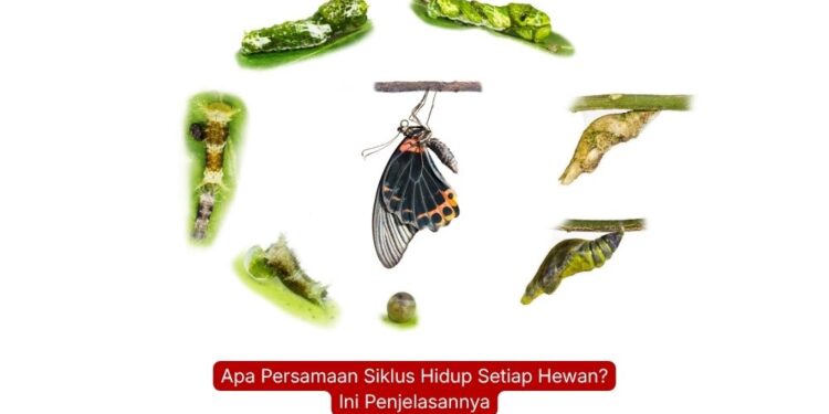 Apa Persamaan Siklus Hidup Setiap Hewan? Ini Penjelasannya