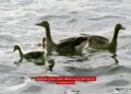 Bagaimana Cara Hewan Berkembang Biak? Berikut Penjelasannya