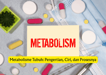 Metabolisme Tubuh: Pengertian, Ciri, dan Prosesnya