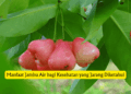 Manfaat Jambu Air bagi Kesehatan yang Jarang Diketahui
