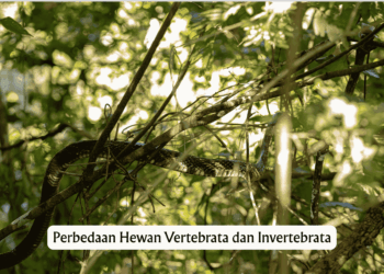 Perbedaan Hewan Vertebrata dan Invertebrata