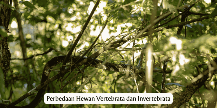 Perbedaan Hewan Vertebrata dan Invertebrata