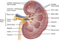 Apa Itu Sistem Ekskresi? Pengertian, Organ, Fungsi, dan Prosesnya