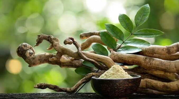 Apa Itu Tanaman Pasak Bumi? Ini Pengertian, Bagian, dan Manfaat