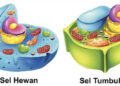 Memahami Perbedaan Sel Hewan dan Sel Tumbuhan