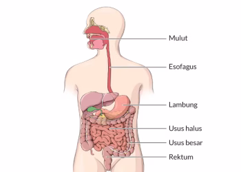 Proses Pencernaan Makanan: Tahapan, Organ yang Terlibat, dan Fungsinya