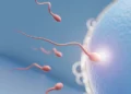 Pengertian Fertilisasi dan Prosesnya