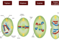 Tahapan Pembelahan Sel Meiosis
