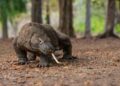 Daftar Fauna Endemik yang Ada di Indonesia