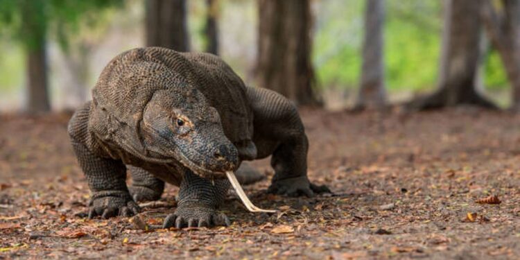 Daftar Fauna Endemik yang Ada di Indonesia