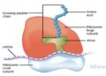 Pengertian Ribosom, Struktur, Fungsi, dan Letaknya dalam Sel