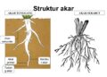 Jenis-Jenis Akar Tumbuhan dan Strukturnya