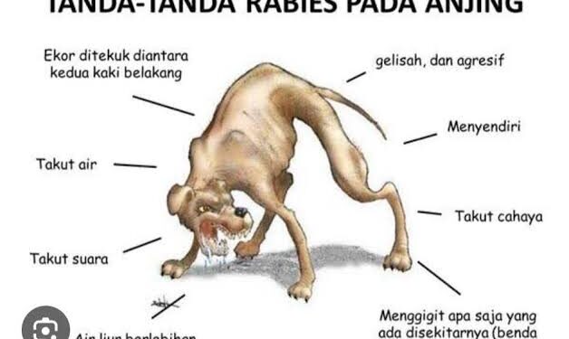 Ciri-Ciri Anjing Rabies, Kenali Gejala dan Tandanya
