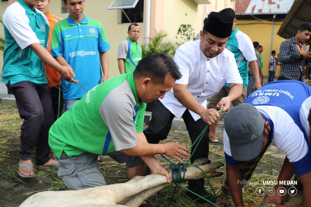 UMSU Qurban 46 Lembu di Idul Adha 1439 H