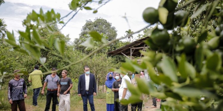 UMSU Latih “Agrosociopreneur” Petani Jeruk Desa Sekoci Langkat