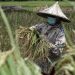 Food Crisis Definition of Causes and Treatment