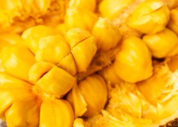 Cempedak Kandungan dan Manfaat Untuk Kesehatan