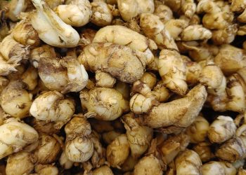 Manfaat Kencur untuk Kesehatan