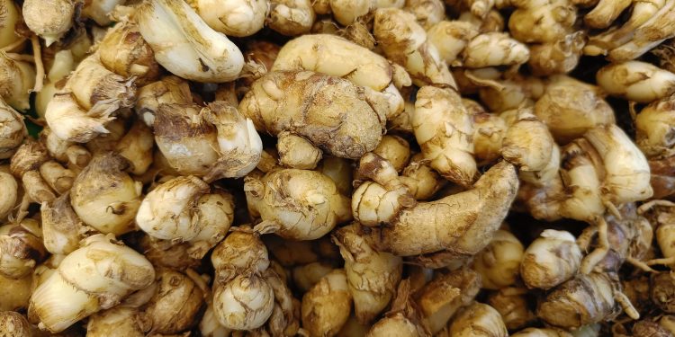 Manfaat Kencur untuk Kesehatan