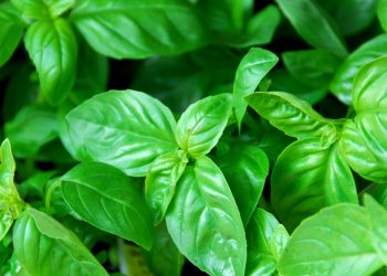 Daun Kemangi Kandungan dan Manfaat Untuk Kesehatan