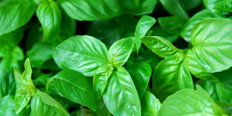 Daun Kemangi Kandungan dan Manfaat Untuk Kesehatan