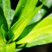 Daun Suji