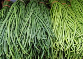 Kacang Panjang Kandungan dan Manfaat Untuk Kesehatan Tubuh